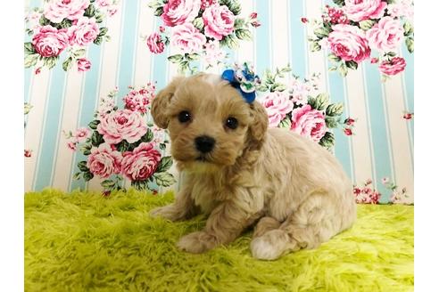 成約済の秋田県のマルプー:マルチーズ×トイプードル-72769の8枚目