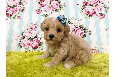 成約済の秋田県のマルプー:マルチーズ×トイプードル-72769の7枚目