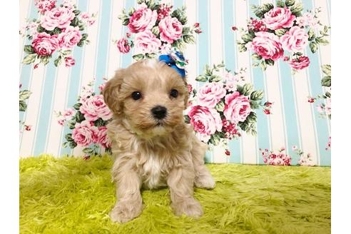 成約済の秋田県のマルプー:マルチーズ×トイプードル-72769の6枚目