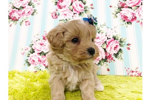 成約済の秋田県のマルプー:マルチーズ×トイプードル-72769の5枚目