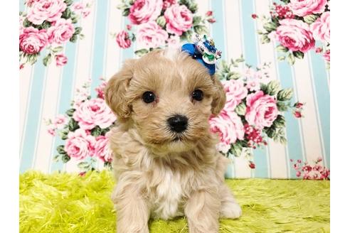 成約済の秋田県のマルプー:マルチーズ×トイプードル-72769の4枚目