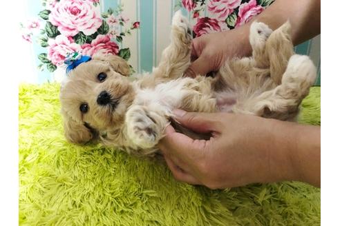 成約済の秋田県のマルプー:マルチーズ×トイプードル-72769の3枚目