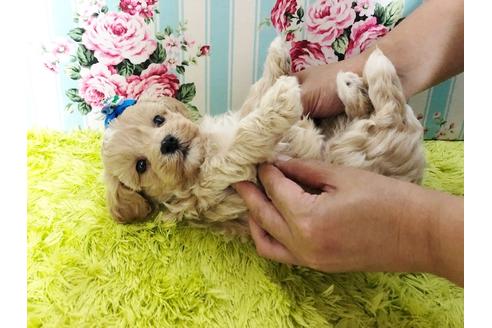 成約済の秋田県のマルプー:マルチーズ×トイプードル-72769の2枚目