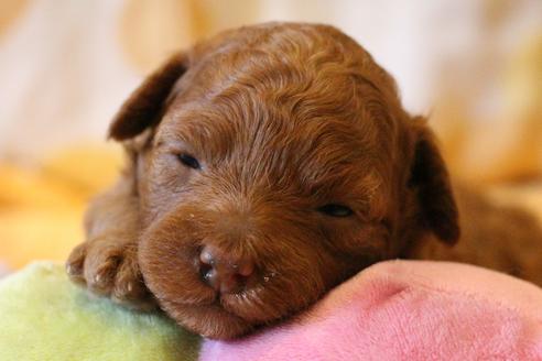 成約済の愛知県のトイプードル-72087の9枚目