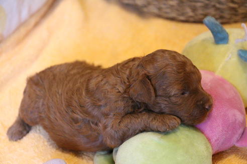 成約済の愛知県のトイプードル-72087の8枚目