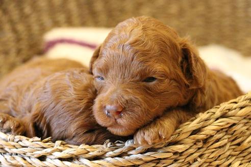 成約済の愛知県のトイプードル-72087の7枚目