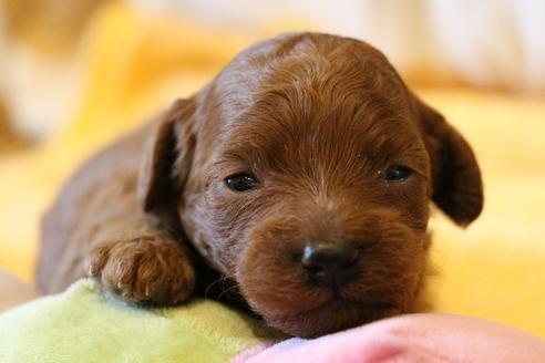 成約済の愛知県のトイプードル-72086の11枚目