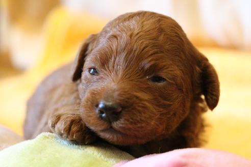 成約済の愛知県のトイプードル-72086の10枚目