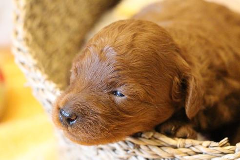 成約済の愛知県のトイプードル-72086の9枚目