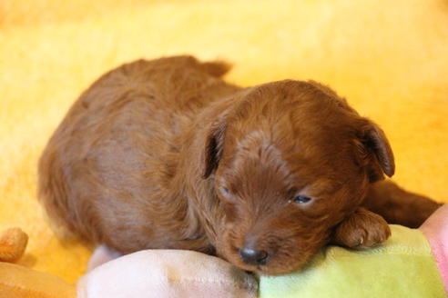 成約済の愛知県のトイプードル-72086の8枚目