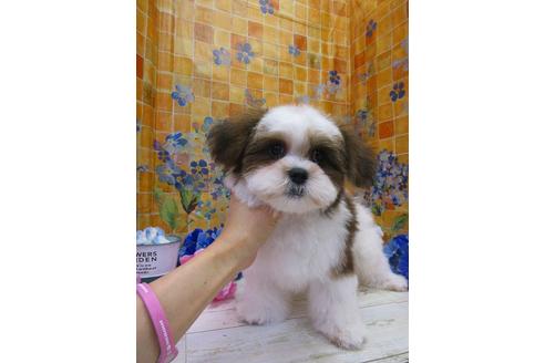 成約済の鳥取県のミックス犬-70624の2枚目