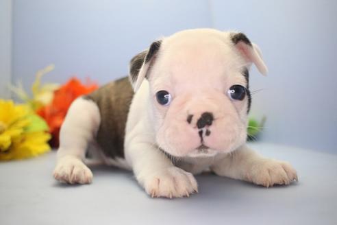成約済の愛知県のミックス犬-72336の1枚目