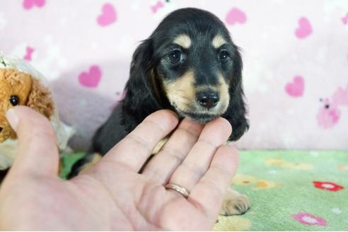 成約済の兵庫県のミニチュアダックスフンド(ロングヘアード)-71784の3枚目