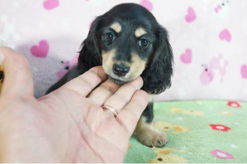 成約済の兵庫県のミニチュアダックスフンド(ロングヘアード)-71784の2枚目