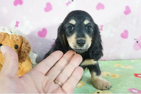 成約済の兵庫県のミニチュアダックスフンド(ロングヘアード)-71784の1枚目
