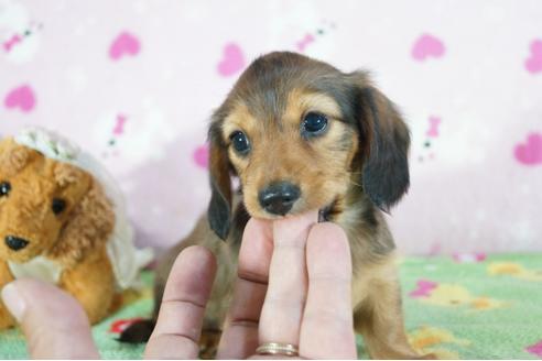 成約済の兵庫県のカニンヘンダックスフンド(ロングヘアード)-72902