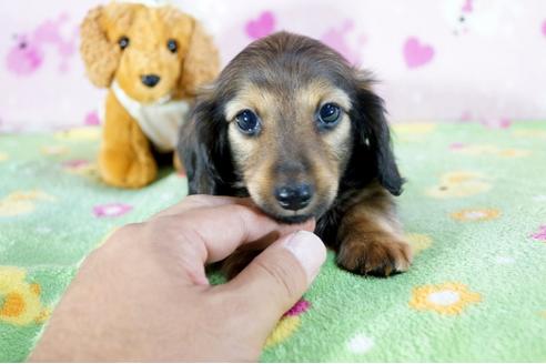 成約済の兵庫県のミニチュアダックスフンド(ロングヘアード)-72905の1枚目