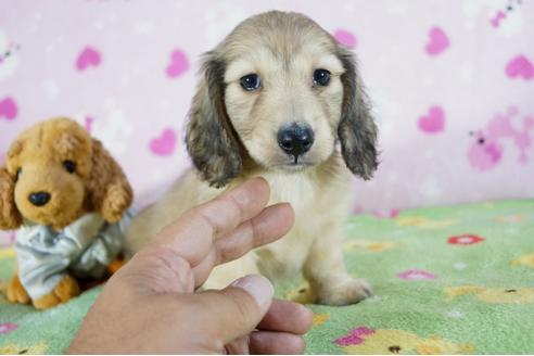 成約済の兵庫県のミニチュアダックスフンド(ロングヘアード)-72908の3枚目