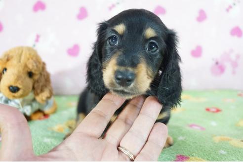 成約済の兵庫県のミニチュアダックスフンド(ロングヘアード)-72909の1枚目