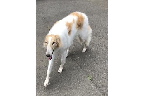 青森県のボルゾイ 女の子 18 07 25生まれ ホワイト クリーム 子犬id ブリーダーナビ
