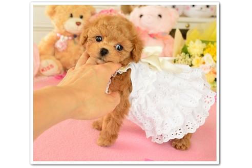 成約済の岩手県のティーカッププードル-72969の4枚目
