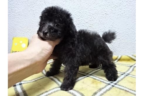 成約済の大阪府のトイプードル-72971の1枚目
