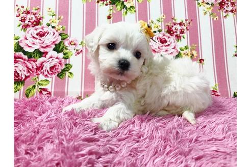 成約済の秋田県のマルプー:マルチーズ×トイプードル-73011の5枚目