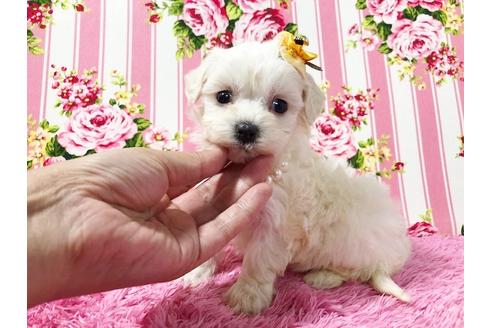 成約済の秋田県のマルプー:マルチーズ×トイプードル-73011の3枚目