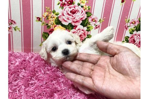 成約済の秋田県のマルプー:マルチーズ×トイプードル-73011の2枚目