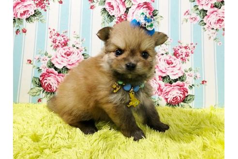 成約済の秋田県のポメプー:ポメラニアン×トイプードル-72056