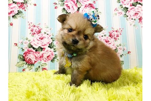 成約済の秋田県のポメプー:ポメラニアン×トイプードル-72056の6枚目