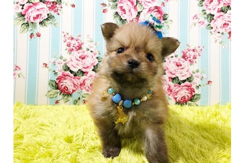 成約済の秋田県のポメプー:ポメラニアン×トイプードル-72056の5枚目