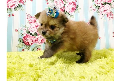 成約済の秋田県のポメプー:ポメラニアン×トイプードル-72056の4枚目