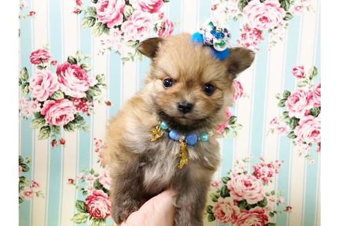 成約済の秋田県のポメプー:ポメラニアン×トイプードル-72056の3枚目