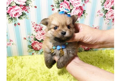 成約済の秋田県のポメプー:ポメラニアン×トイプードル-72056の2枚目