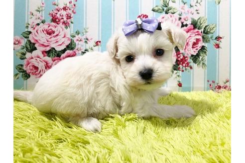 成約済の秋田県のマルプー:マルチーズ×トイプードル-72058