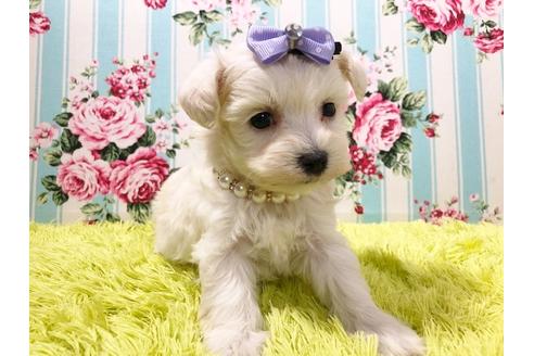 成約済の秋田県のマルプー:マルチーズ×トイプードル-72058の6枚目