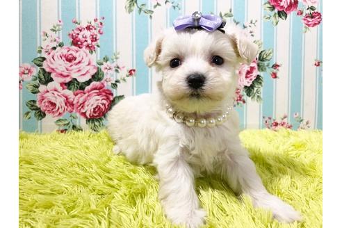 成約済の秋田県のマルプー:マルチーズ×トイプードル-72058の5枚目