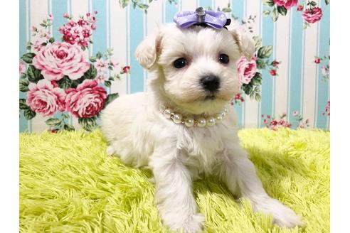 成約済の秋田県のマルプー:マルチーズ×トイプードル-72058の4枚目