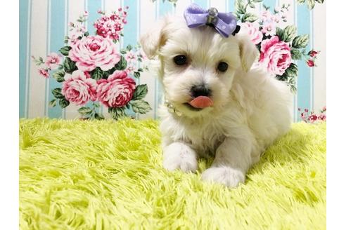 成約済の秋田県のマルプー:マルチーズ×トイプードル-72058の3枚目