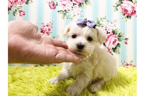 成約済の秋田県のマルプー:マルチーズ×トイプードル-72058の2枚目