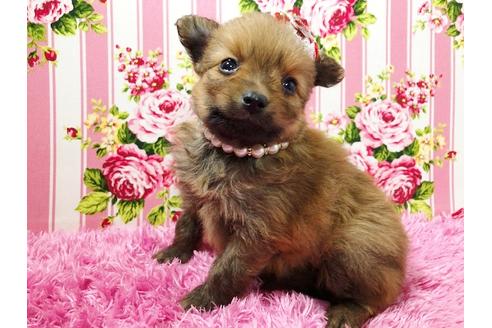 成約済の秋田県のポメプー:ポメラニアン×トイプードル-72054の1枚目