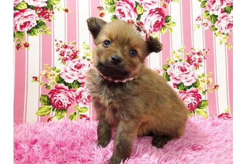 成約済の秋田県のポメプー:ポメラニアン×トイプードル-72054の4枚目