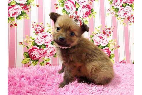 成約済の秋田県のポメプー:ポメラニアン×トイプードル-72054の3枚目