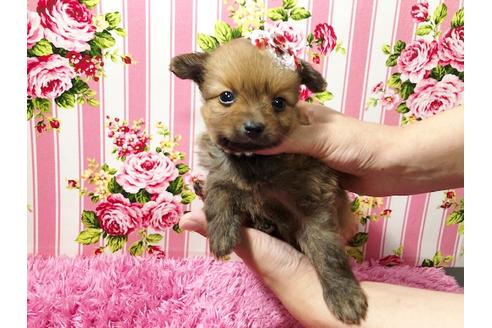 成約済の秋田県のポメプー:ポメラニアン×トイプードル-72054の2枚目