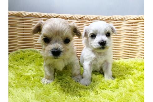 成約済の秋田県のチワマル:チワワ×マルチーズ-72053の11枚目