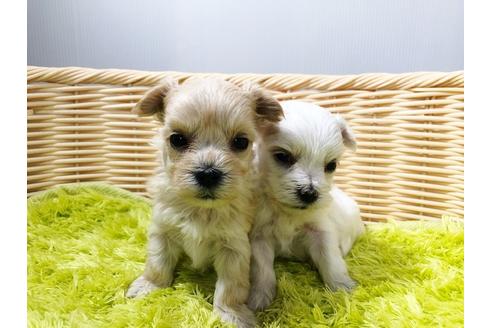 成約済の秋田県のチワマル:チワワ×マルチーズ-72053の1枚目