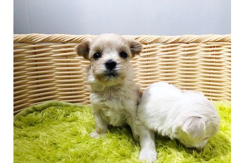 成約済の秋田県のチワマル:チワワ×マルチーズ-72053の9枚目