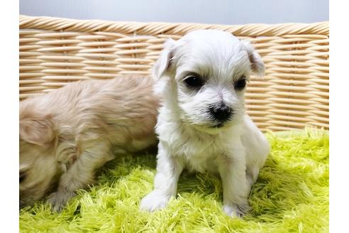 成約済の秋田県のチワマル:チワワ×マルチーズ-73013の13枚目