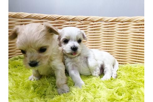 成約済の秋田県のチワマル:チワワ×マルチーズ-73013